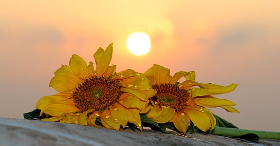 two yellow sunflower flowers on gray ground at daytime thumbnail
