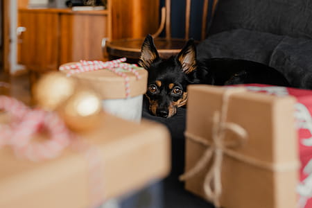 Christmas gifts for a cute little dog thumbnail