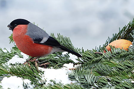 red and gray bird pearched on pine leaf thumbnail