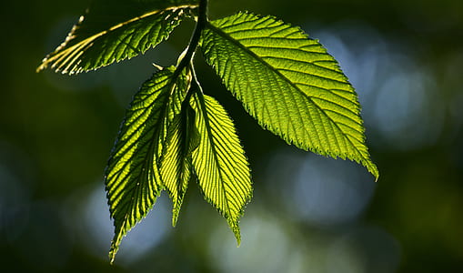 tilt shift lens photo of green leaf thumbnail