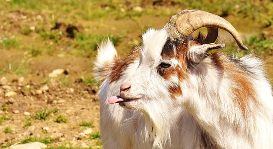 white and brown goat in brown open field thumbnail