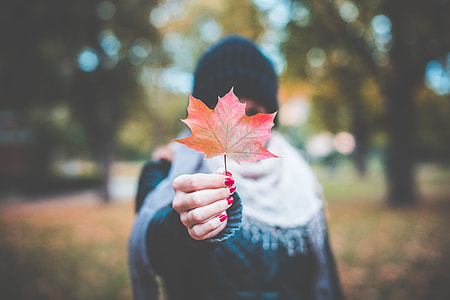 Young Girl Holding Autumn Colored Maple Leaf #2 thumbnail