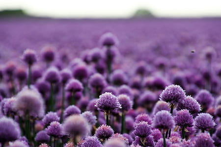 nature, field, flowers, purple thumbnail