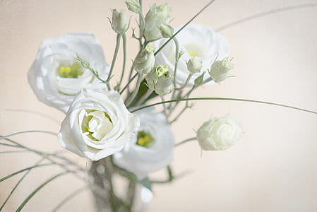 selective focus photography of white rose flowers thumbnail