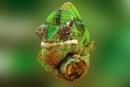 selective focus photography of green and and grey chameleon on branch thumbnail