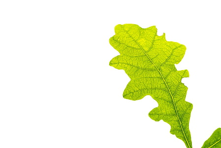 green leaf thumbnail