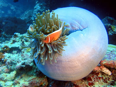 clown fish in water thumbnail