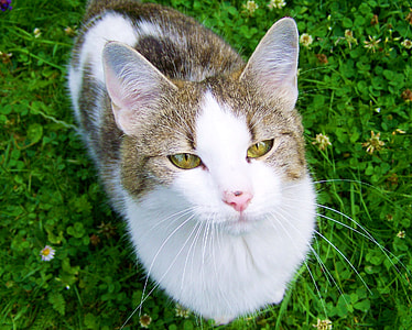 white and brown short fur cat thumbnail
