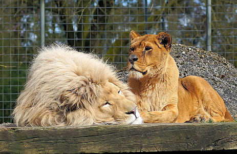 lion and lioness thumbnail