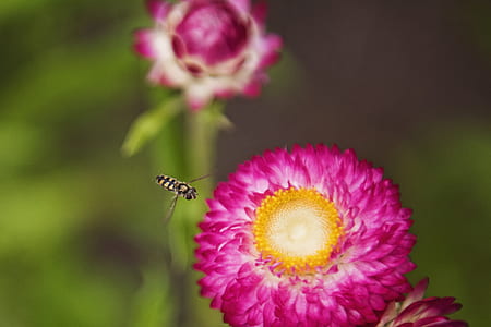 Close-up Photo of Insect Flying Towards the Flower thumbnail