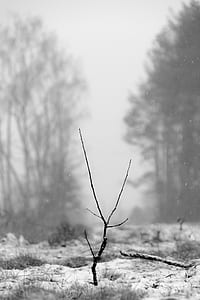 grass in grayscale photo thumbnail