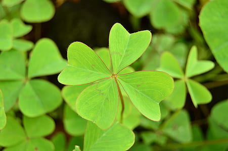 clover plants during daytime thumbnail