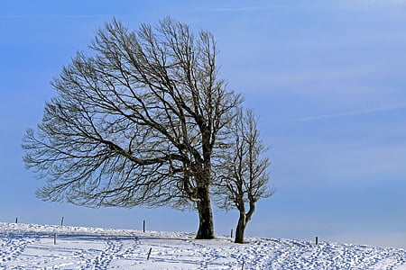 two leafless trees with coated snow pathway thumbnail