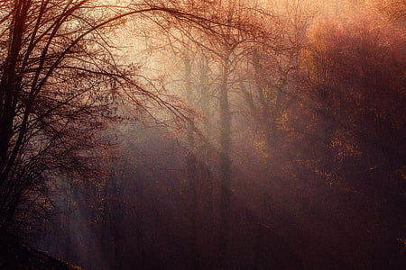 maple leaf tree under sunrise thumbnail