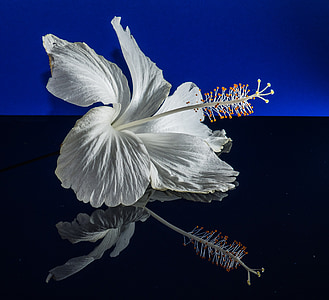 white hibiscus flowers thumbnail
