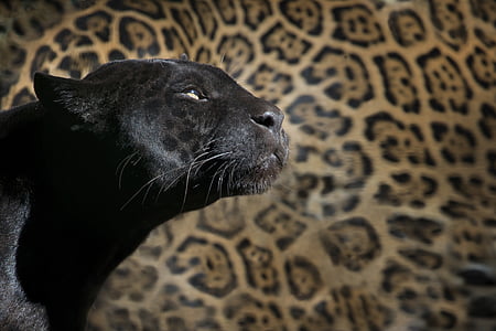 black panther with leopard skin background thumbnail