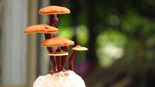 brown mushrooms thumbnail