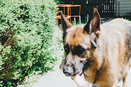 German shepherd with bone thumbnail