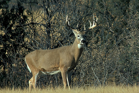 brown deer beside tree thumbnail