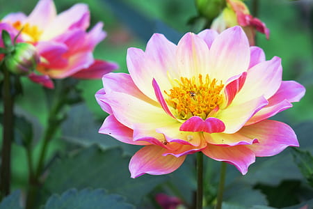 selective focus photography of purple-and-yellow petaled flowers thumbnail