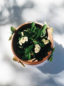 light, flowers, plant, pot thumbnail