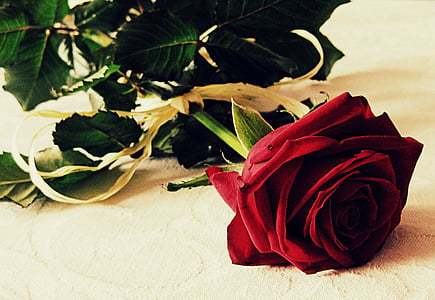 red rose thumbnail