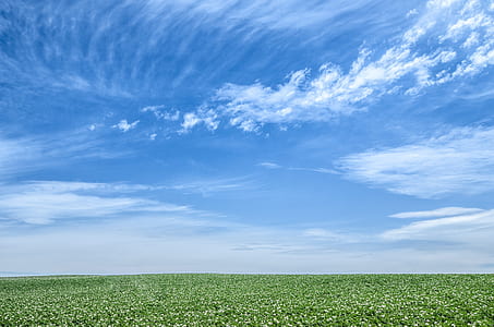 lush field and blue sky thumbnail