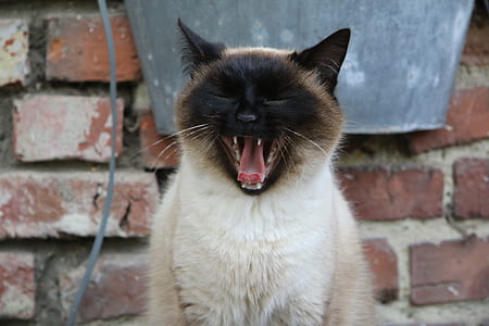 close-up photo of cat yawning thumbnail