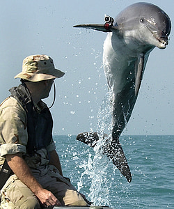man sitting on boat near playing tricks dolphin thumbnail