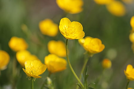 shallow focus photography of yellow flowers in the meadows thumbnail
