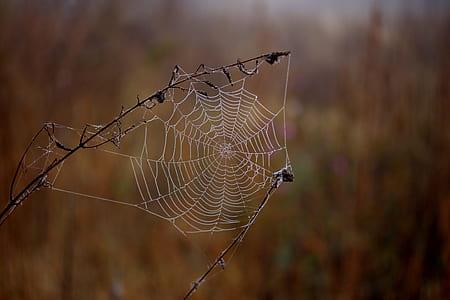 selective focus photography of spider web thumbnail