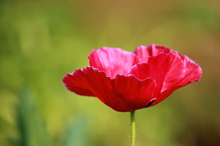 Red Petaled Flower thumbnail
