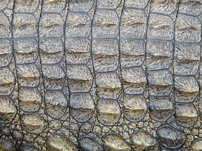 reptile skin thumbnail