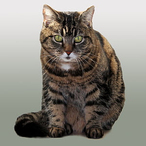 calico cat thumbnail