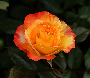 orange and red rose flower selective focus photography thumbnail