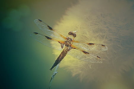 yellow and black skimmer dragonfly perching on dandelion in close-up photography thumbnail