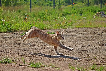 orange tabby cat running on field thumbnail