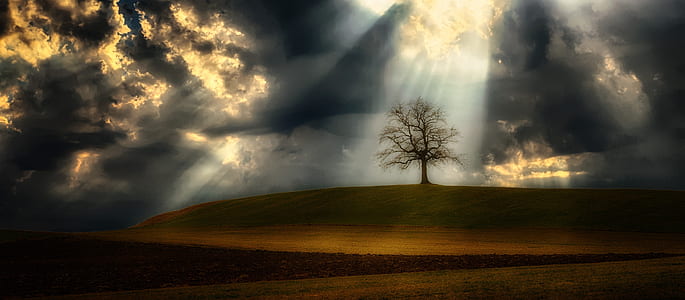 bare tree on brown and green hill under cloudy sky thumbnail