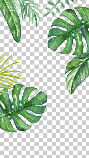 Banana leaf , Green background, Swiss Cheese leaf artwork PNG clipart