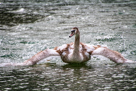 white and brown swan on body of water at daytime thumbnail