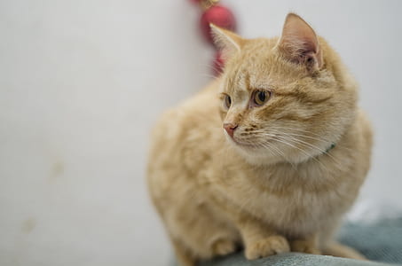 selective focus photography of orange tabby cat thumbnail