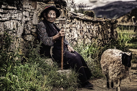 Woman Sitting on Rock Beside Wall and Near Sheep thumbnail
