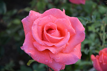 closeup photo of pink rose flower thumbnail