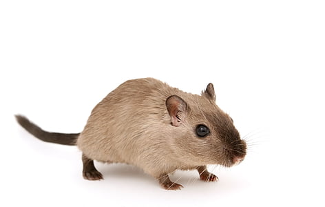 brown mice thumbnail
