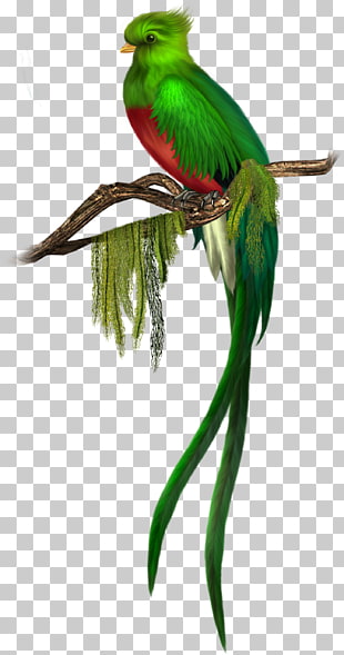 Bird Quetzal Green , Green Bird Free , red-breasted green bird perched on branch illustration PNG clipart