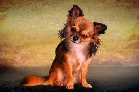 long-coated brown and black Chihuahua thumbnail
