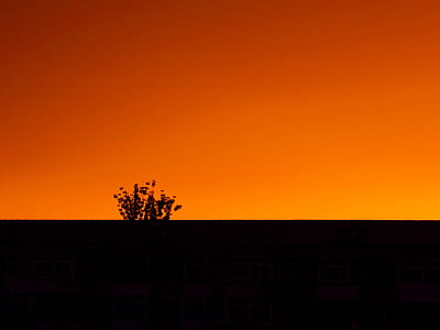 silhouette of tree thumbnail