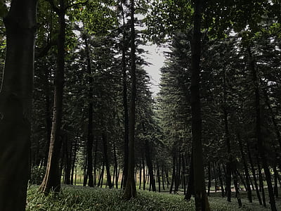 green leafed tall trees thumbnail