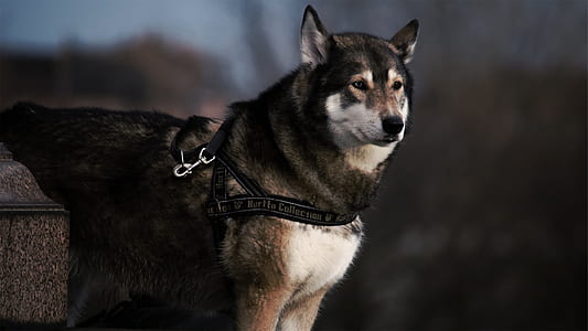 black and white Akita with black leash thumbnail