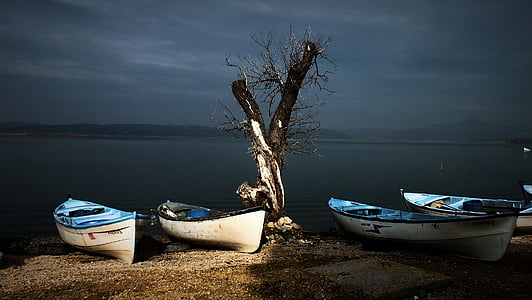 four white-and-blue canoes near bare tree thumbnail
